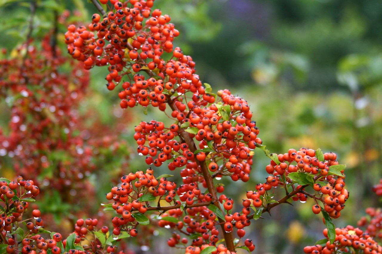 pyracantha-orange-charmer