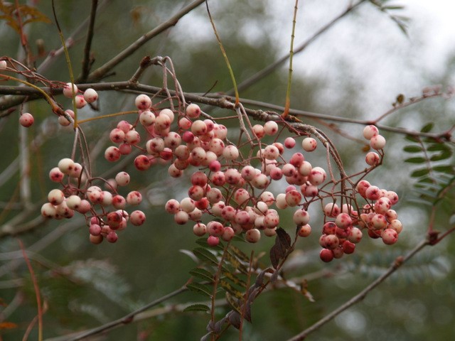 Sorbus vilmorinii