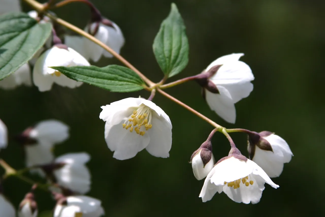 Philadelphus purpurascens