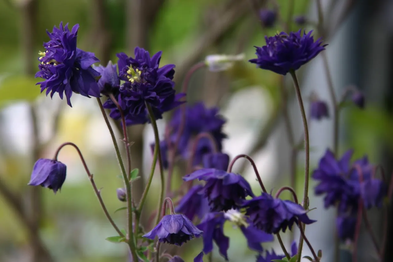 Aquilegia vulgaris 'Blue Barlow'