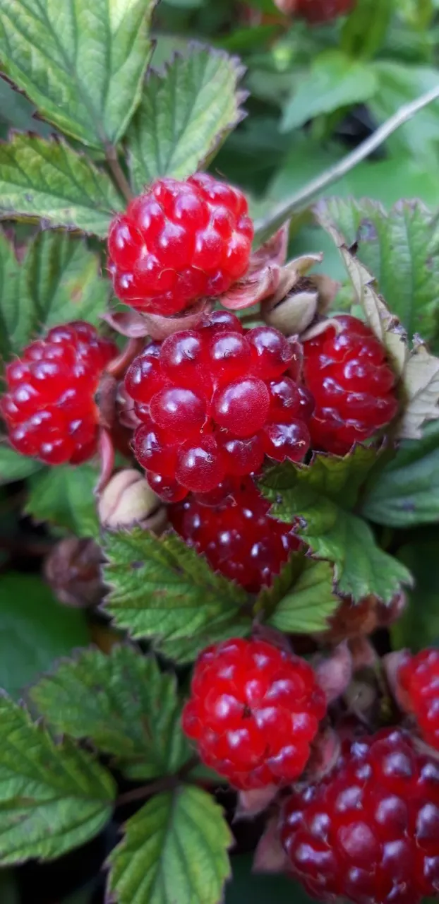 Rubus 'Dorman Red'