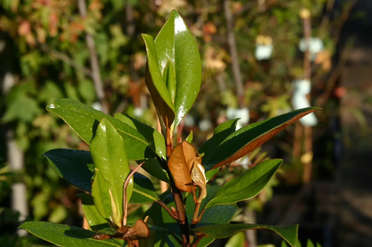 Magnolia grandiflora 'Little Gem'