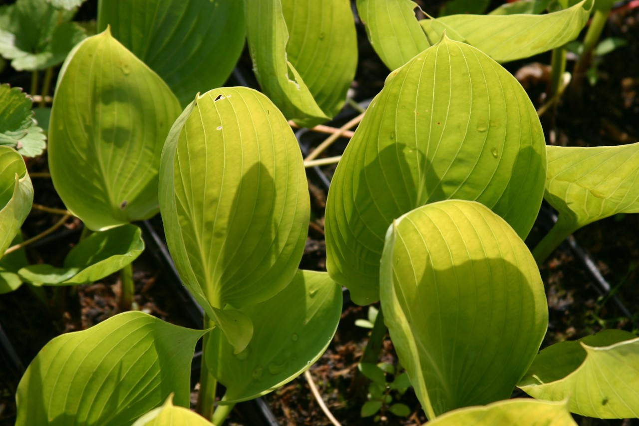 hosta-sum-and-substance