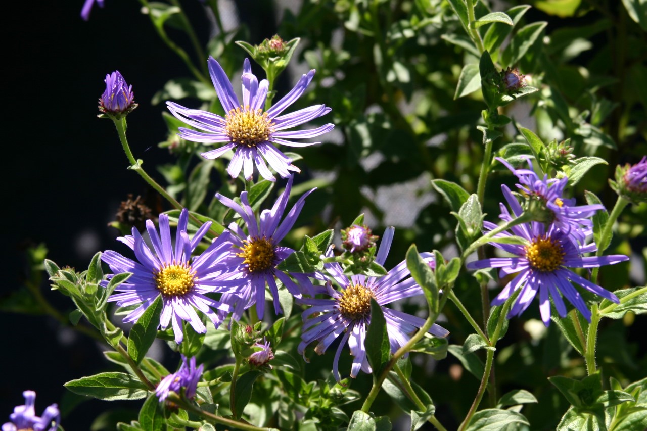 aster-frikartii-mnch