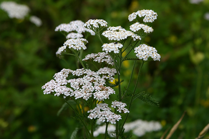 Achillea millefolium Achillea millefolium