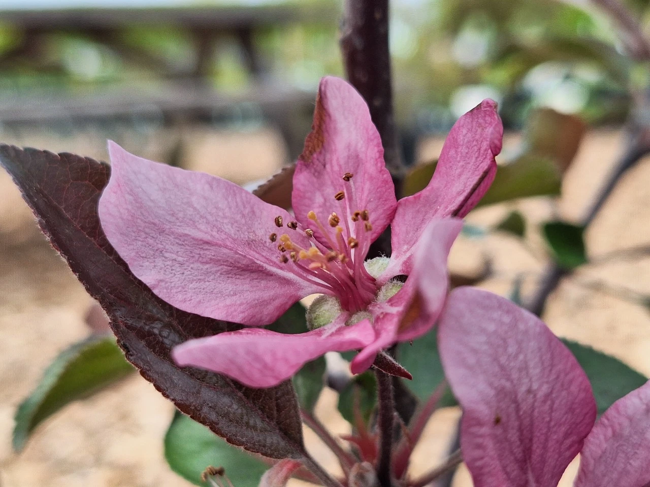 Malus niedzwetskyana 'Almata' : C3 : 60-100 : onderstam Malus domestica 'MM 111'
