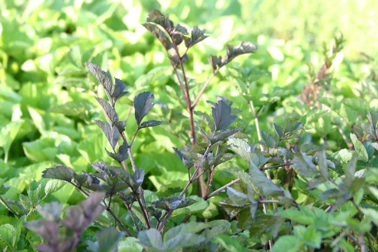 Angelica gigas Angelica gigas