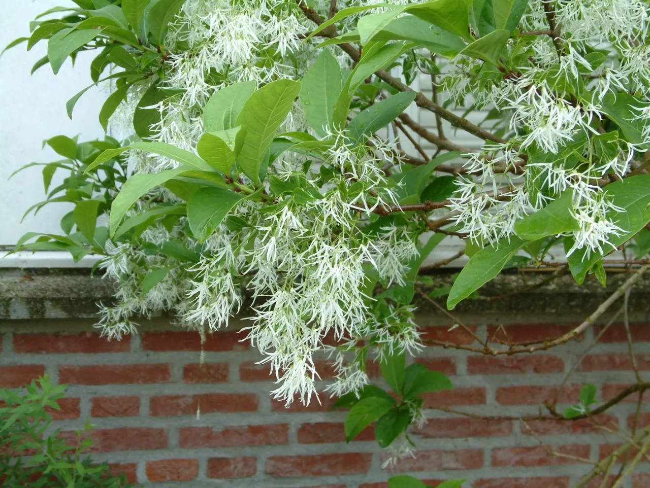 Chionanthus virginicus