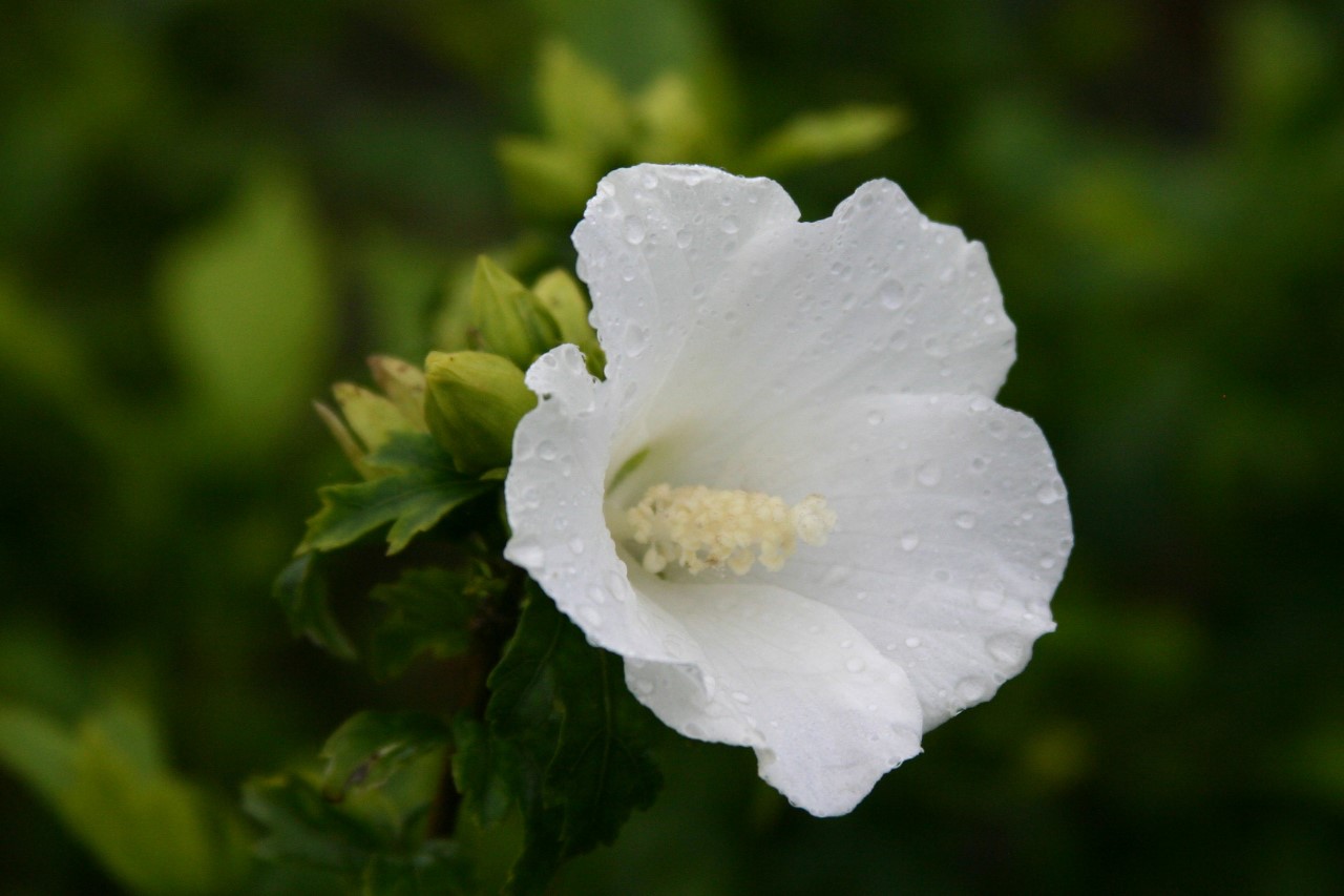 Hibiscus syriacus 'William R. Smith' : C2 : 30-60