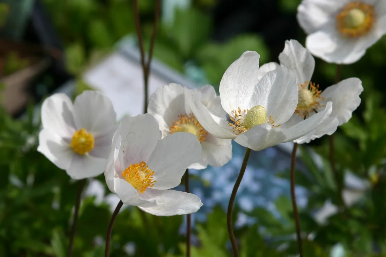 Anemone sylvestris : P9