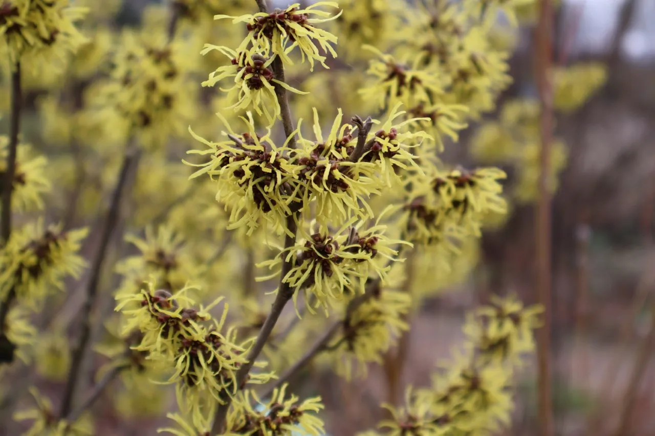 Hamamelis x intermedia 'Westerstede'