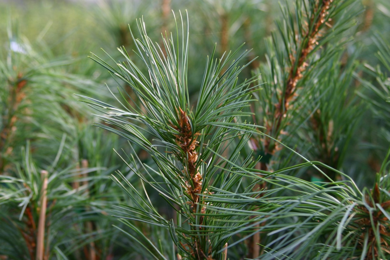 pinus-koraiensis-reebok