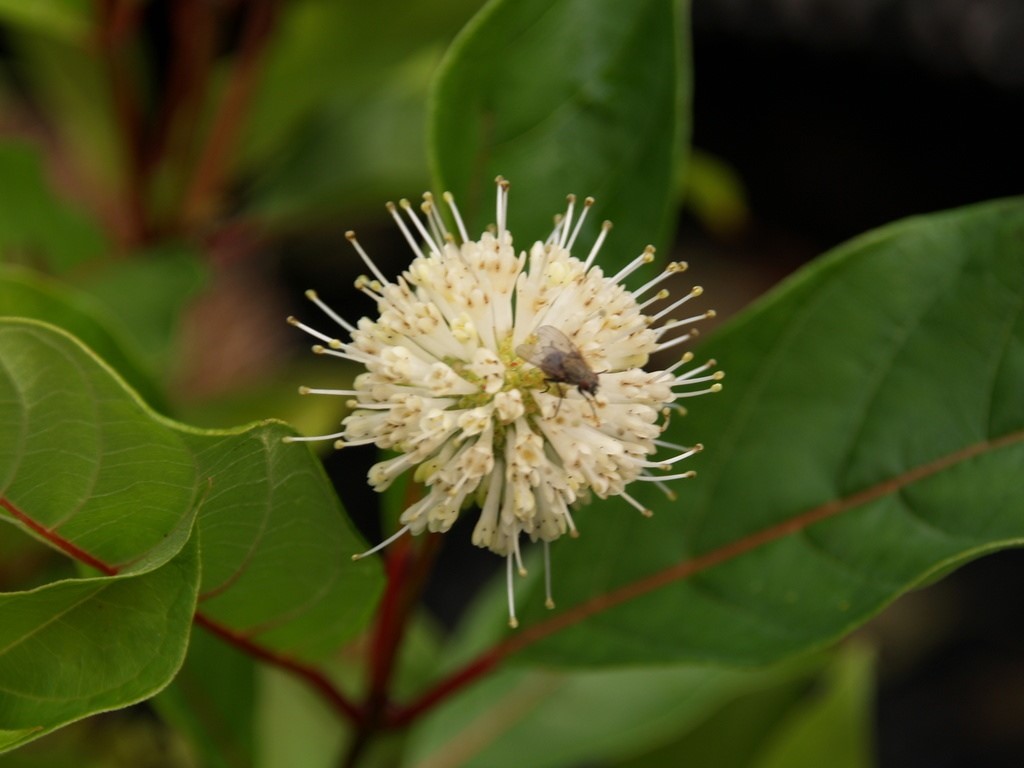 cephalanthus-occidentalis