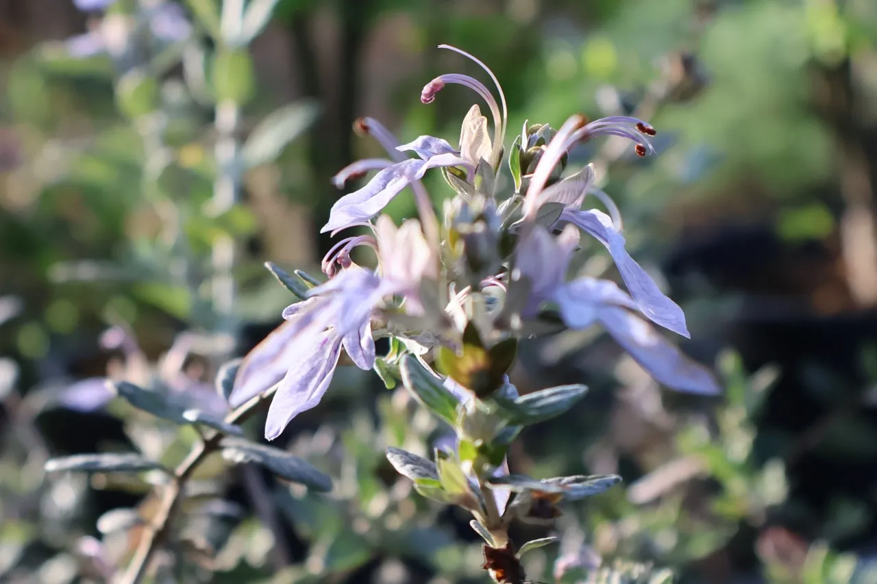 Teucrium fruticans