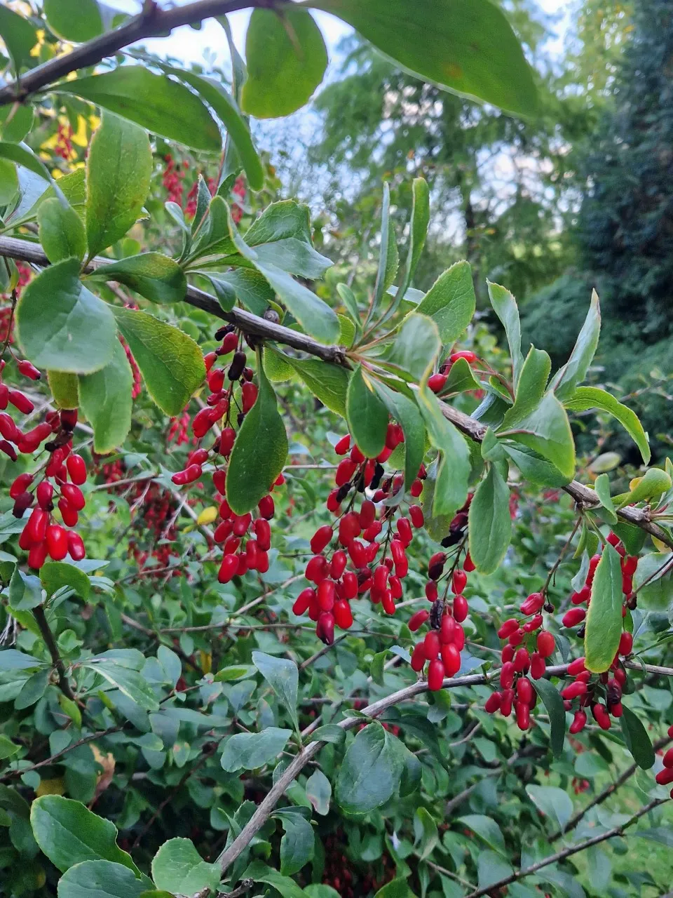 Berberis 'Georgei'