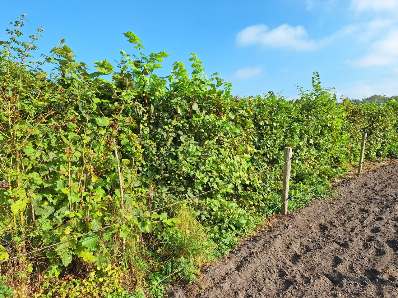 10 meter paardenhaag kleigrond : W : 60-100