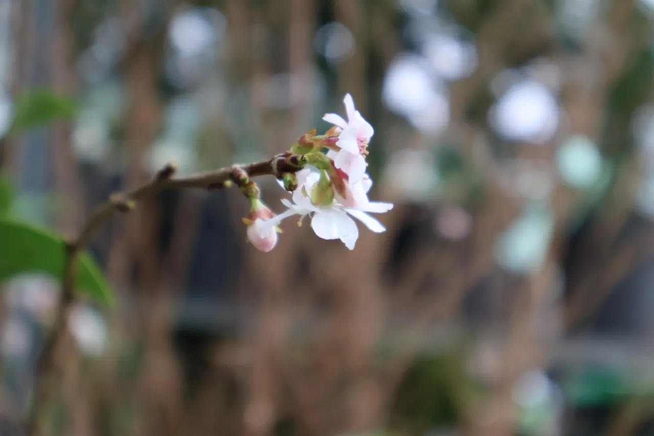 Prunus subhirtella 'Autumnalis' : C3 : 60-100