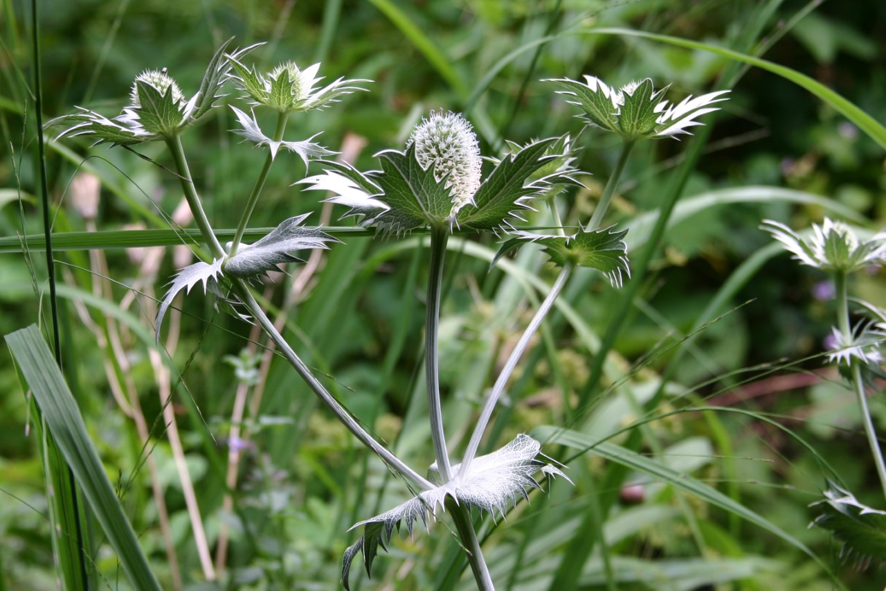 eryngium-giganteum-silver-ghost