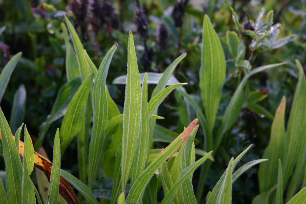 echinacea-pallida-hula-dancer