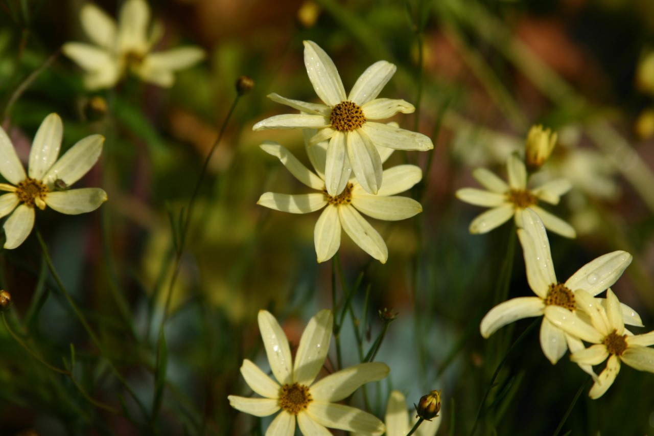 coreopsis-verticillata-moonbeam