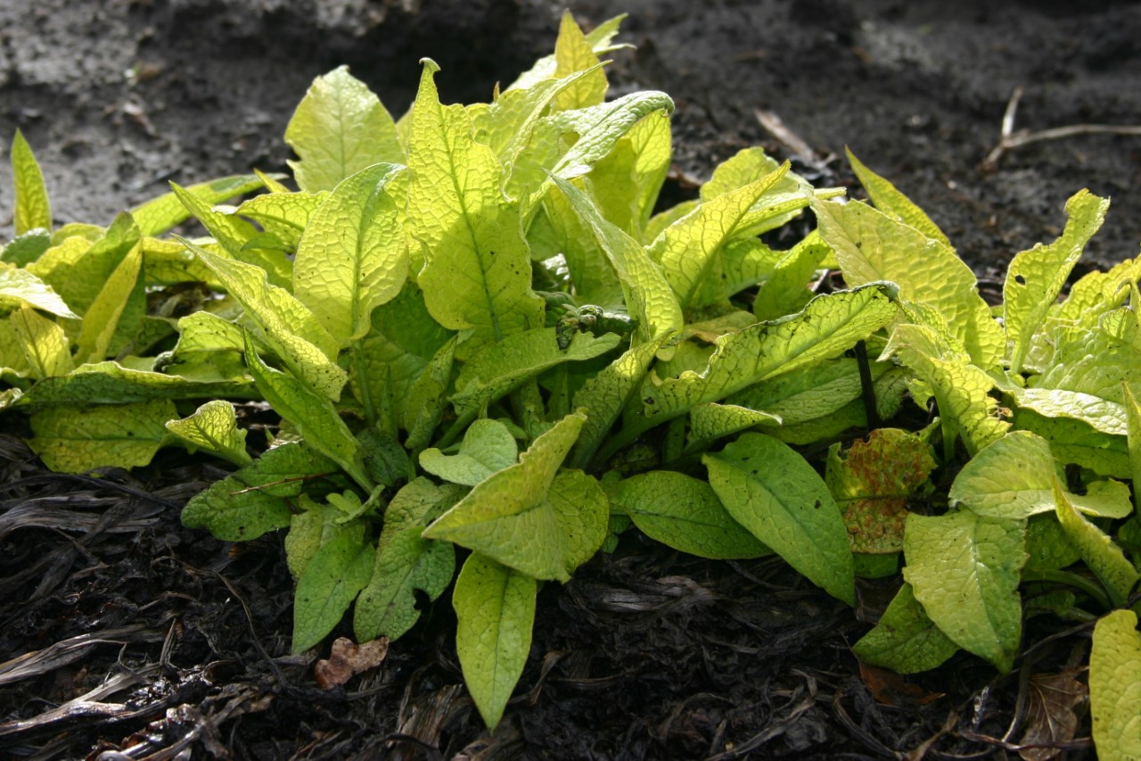 Symphytum 'Belsay Gold' : P9