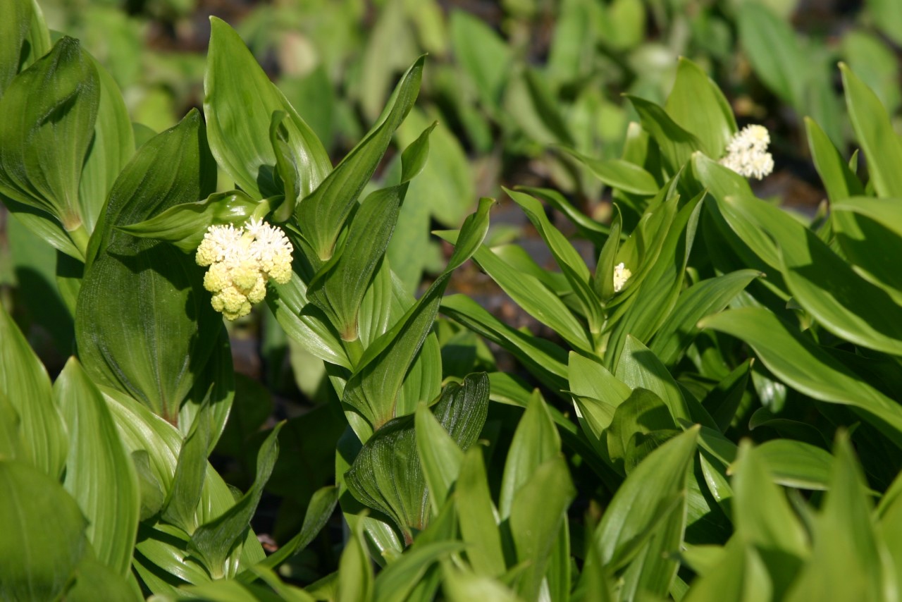 smilacina-racemosa
