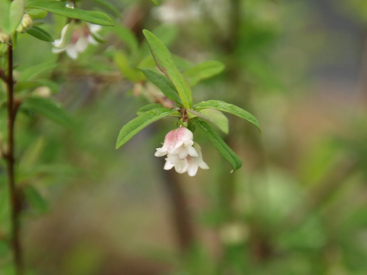 Lonicera myrtillus : C2 : 30-60