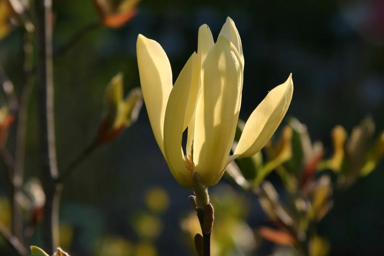 Magnolia 'Solar Flair' : C5 : 30-60