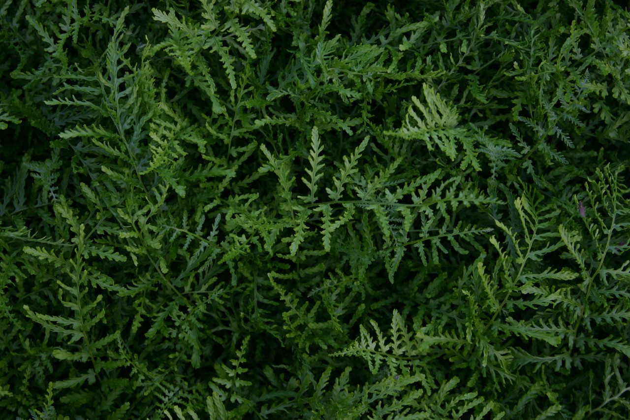 dryopteris-filix-mas-linearis-polydactyla