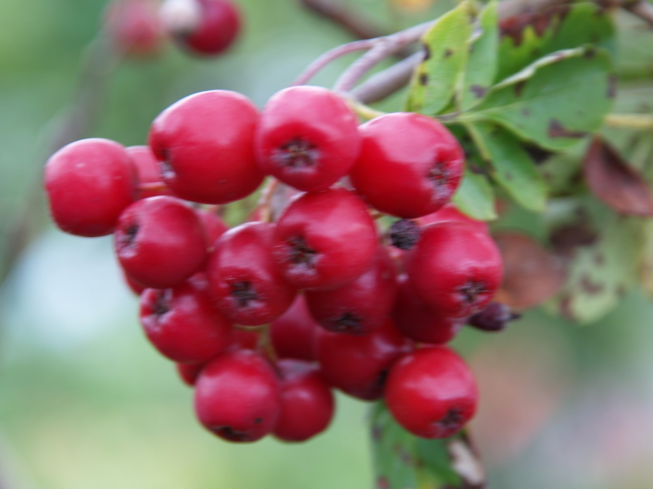sorbus-titan