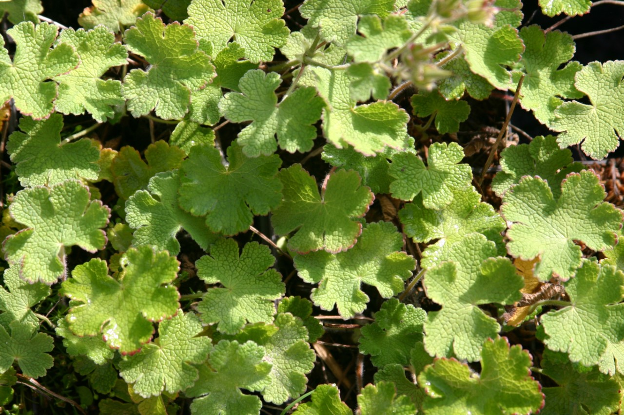 geranium-philippe-vapelle