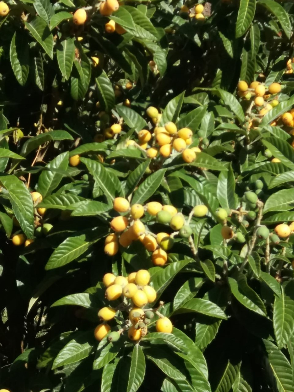Eriobothrya japonica