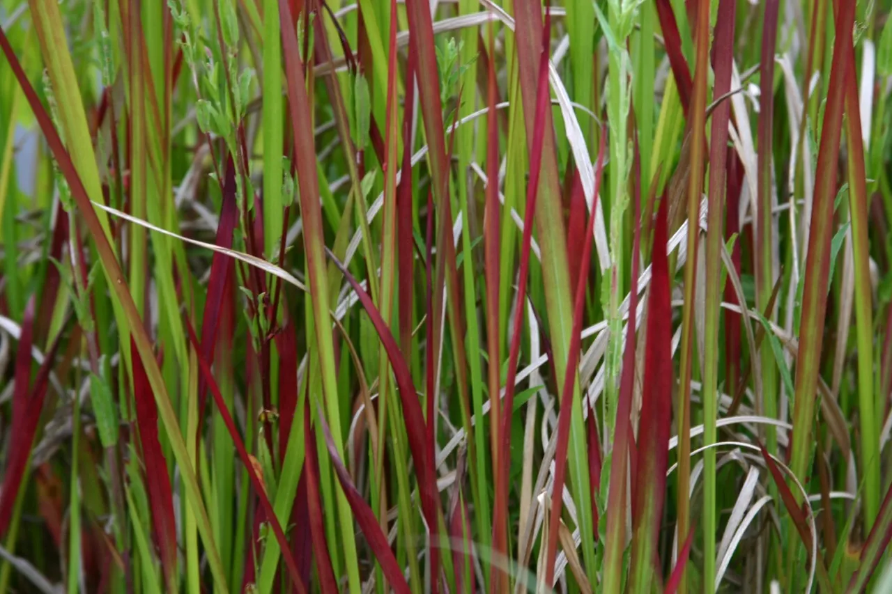 Imperata cylindrica 'Red Baron' Imperata cylindrica 'Red Baron'
