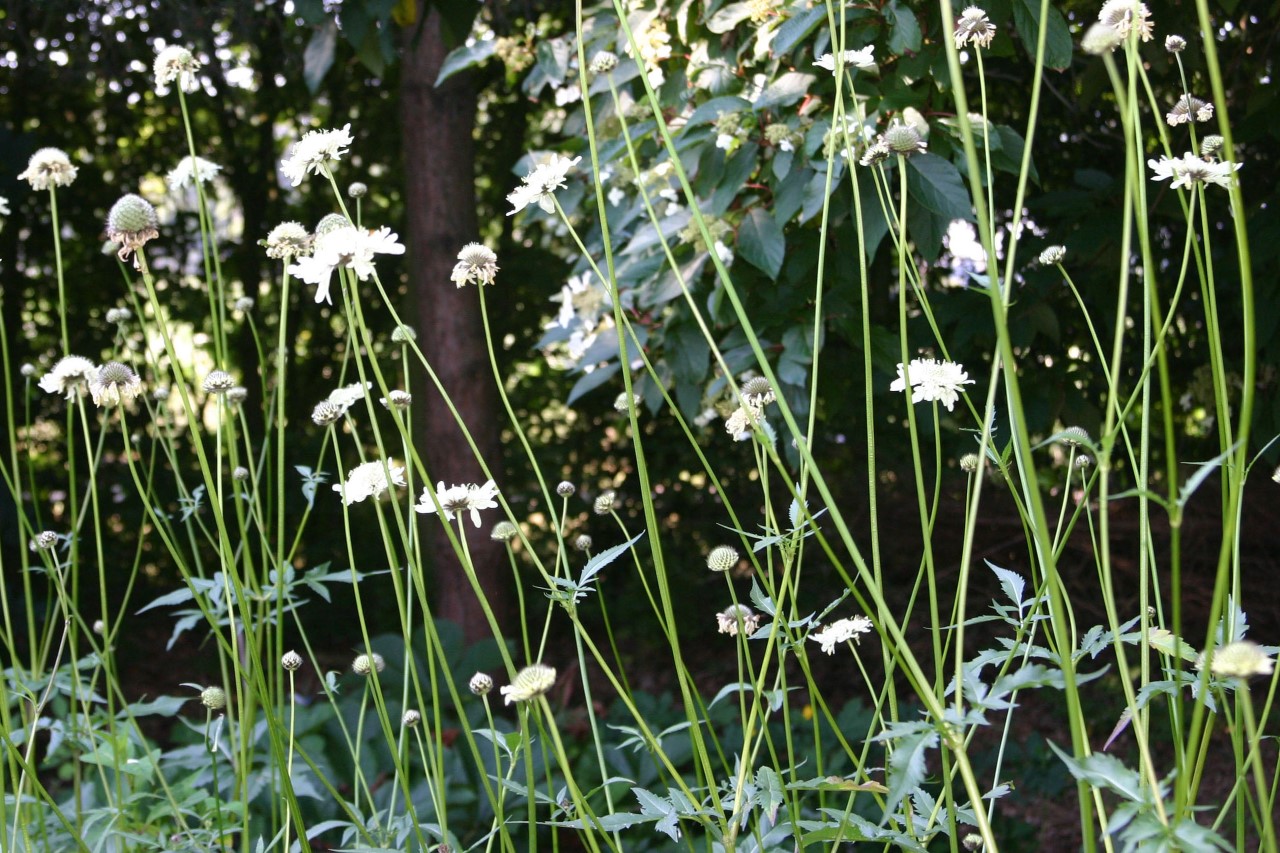 cephalaria-gigantea