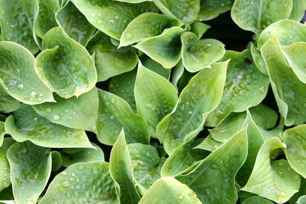 Hosta fortunei 'Hyacinthina' : P9