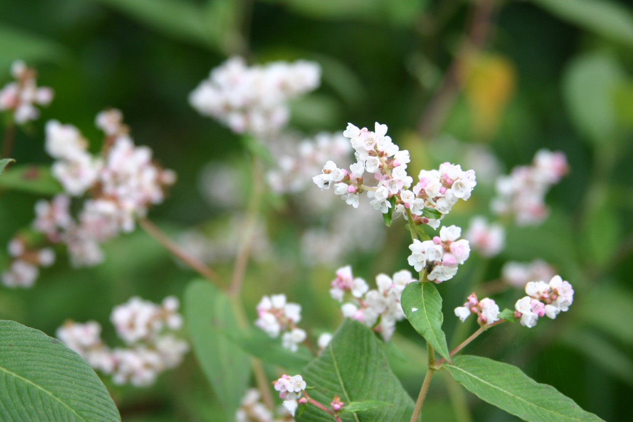 persicaria-campanulata