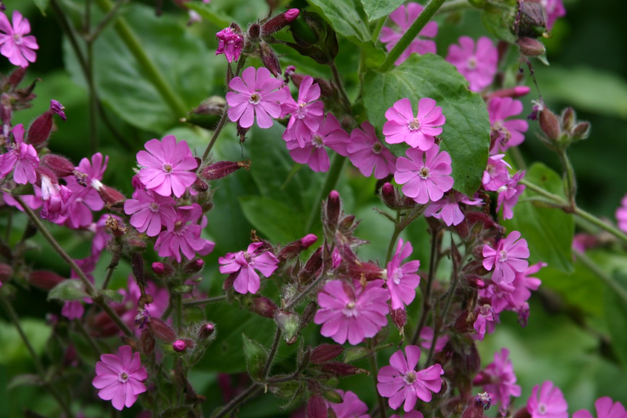 silene-dioica