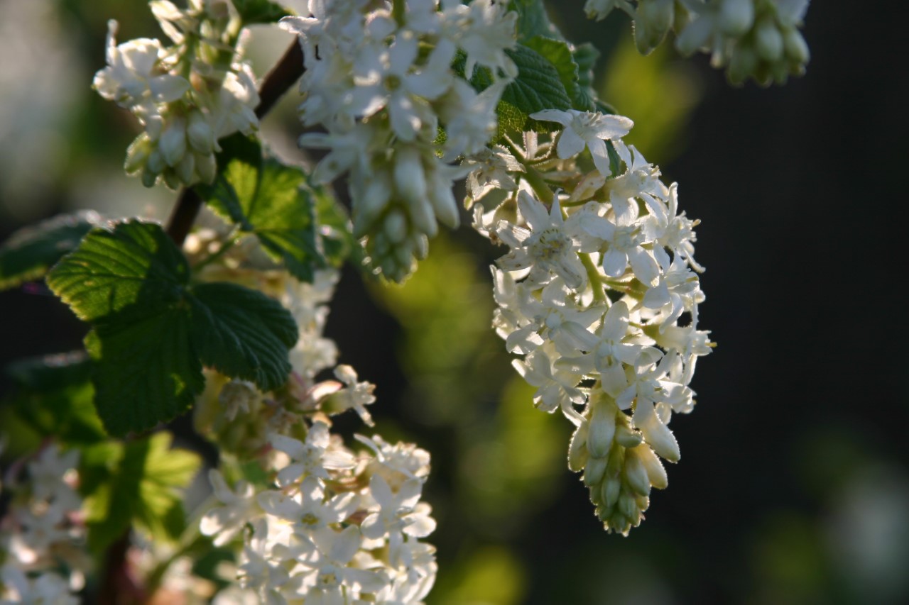 ribes-sanguineum-white-icicle