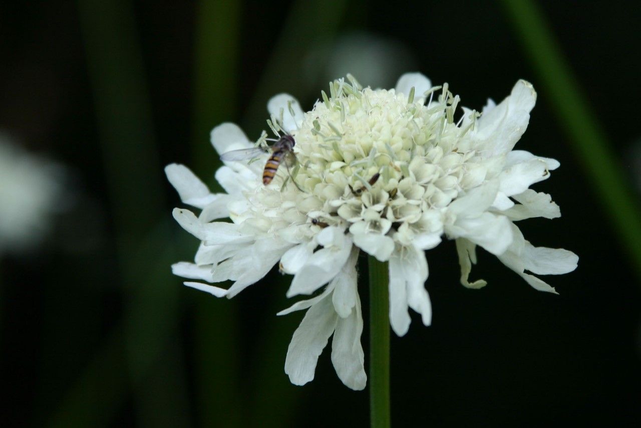 Cephalaria gigantea : P11