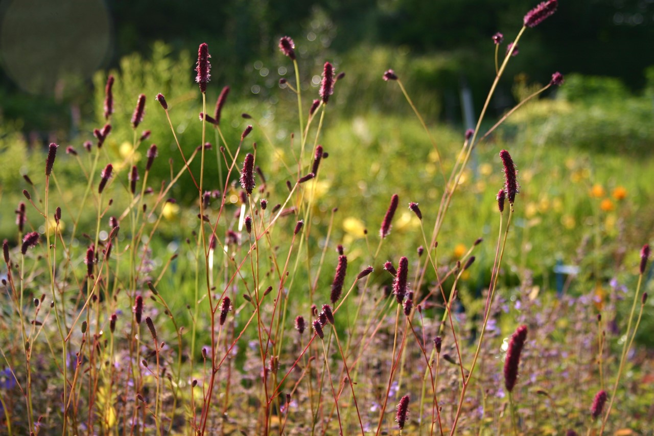 Sanguisorba officinalis 'Rock and Roll' Biologisch : P9