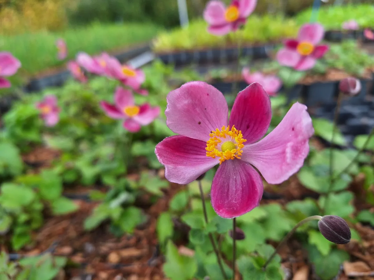 Anemone hupehensis 'Splendens' : P9