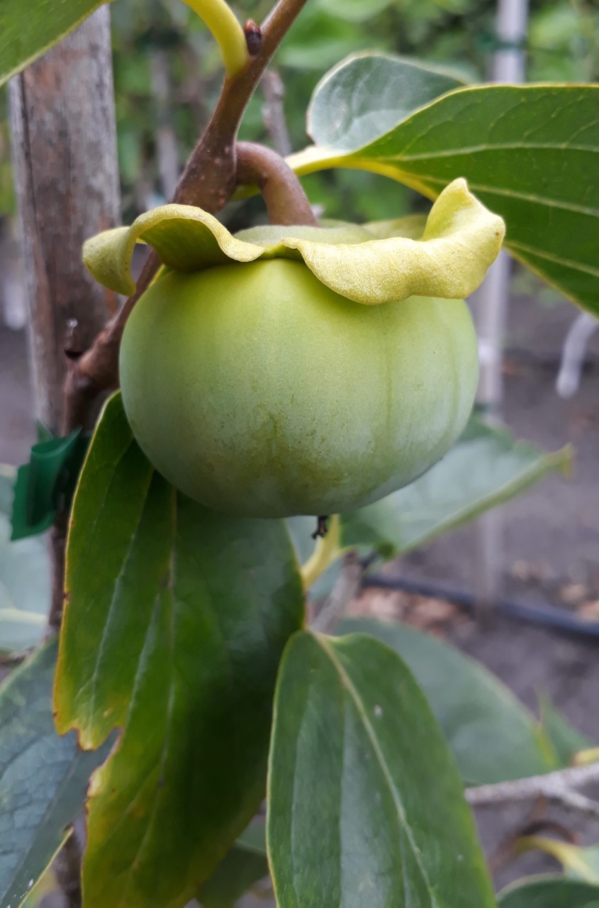 diospyros-kaki-sayo