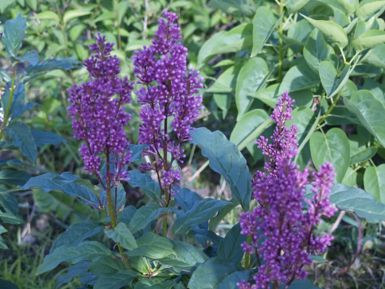 Syringa (V) 'Redwine'