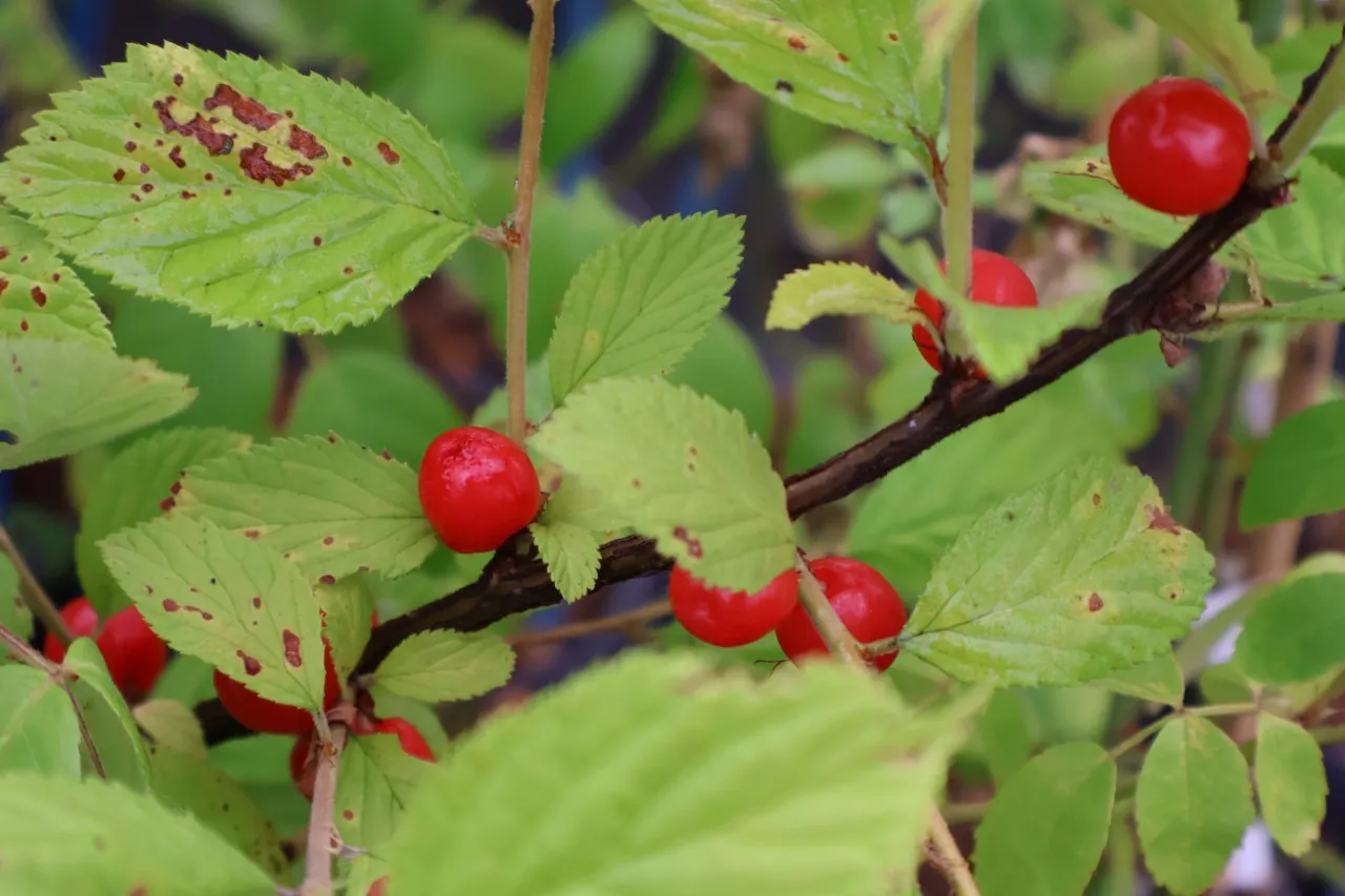 Prunus tomentosa 'Red Ninja'