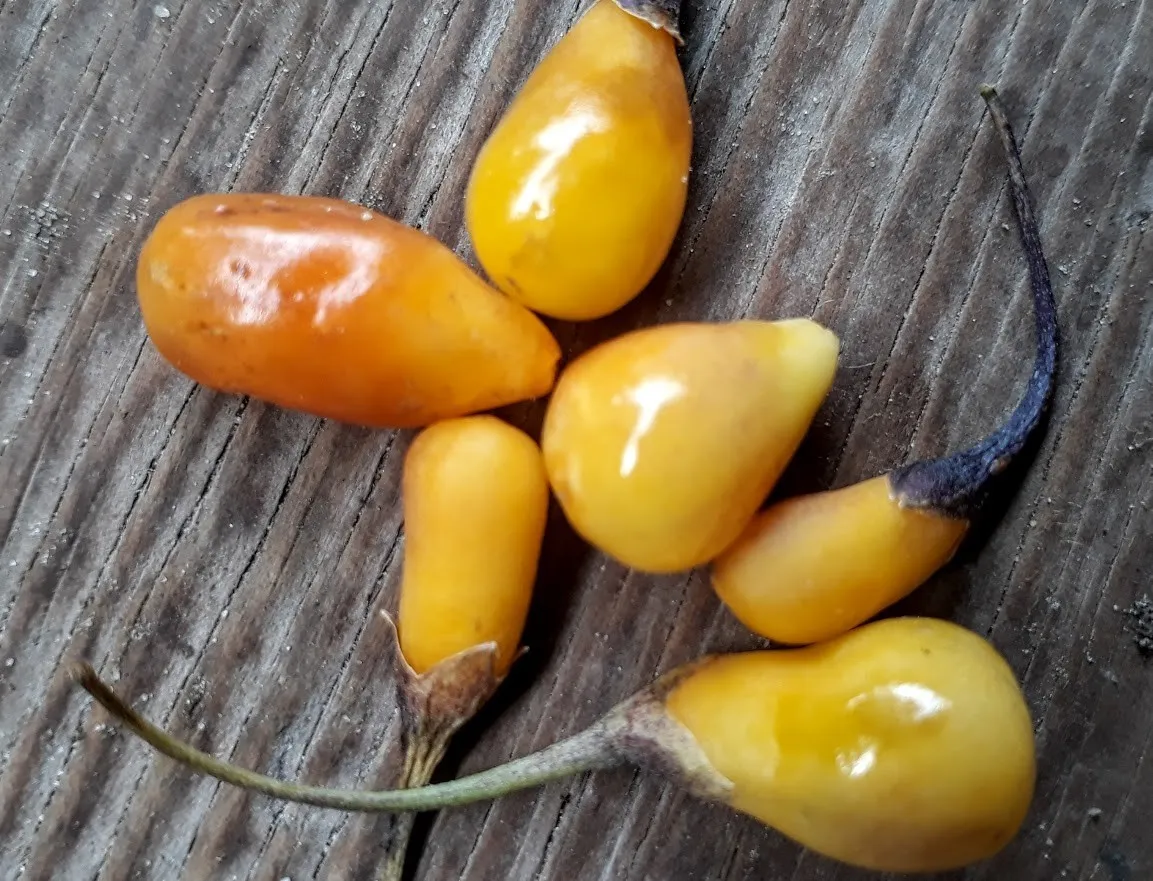 Lycium barbarum 'Amber Sweet Goji'