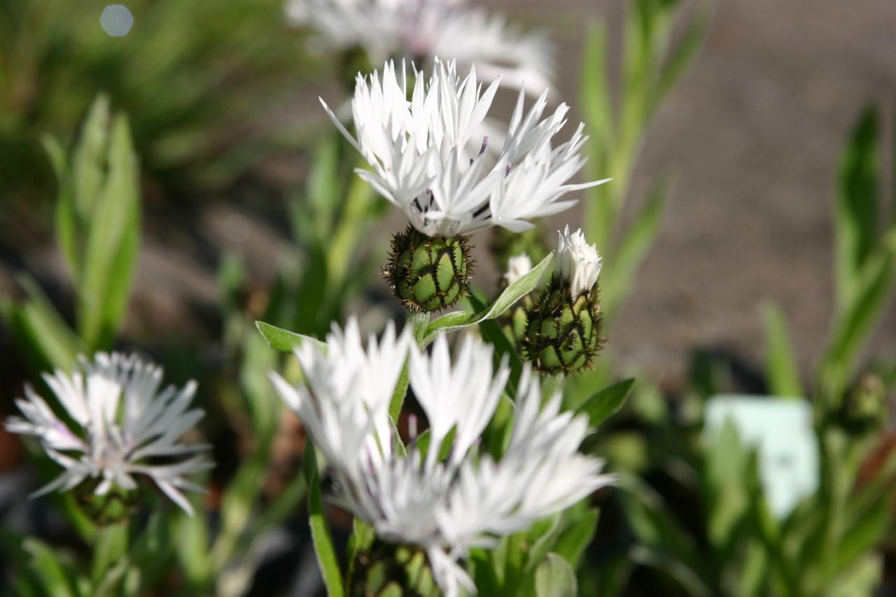 Centaurea montana 'Alba' : P9