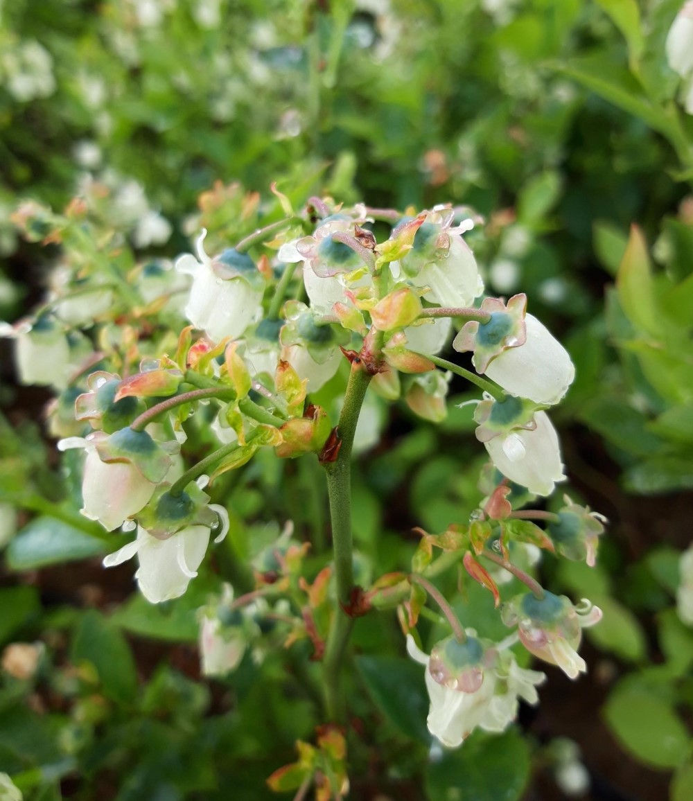 vaccinium-corymbosum-bluegold