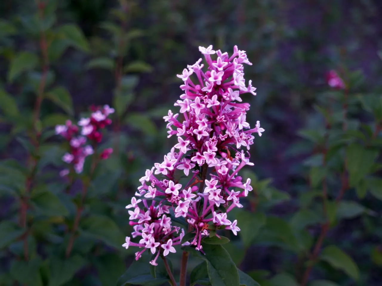 Syringa microphylla ´Superba´