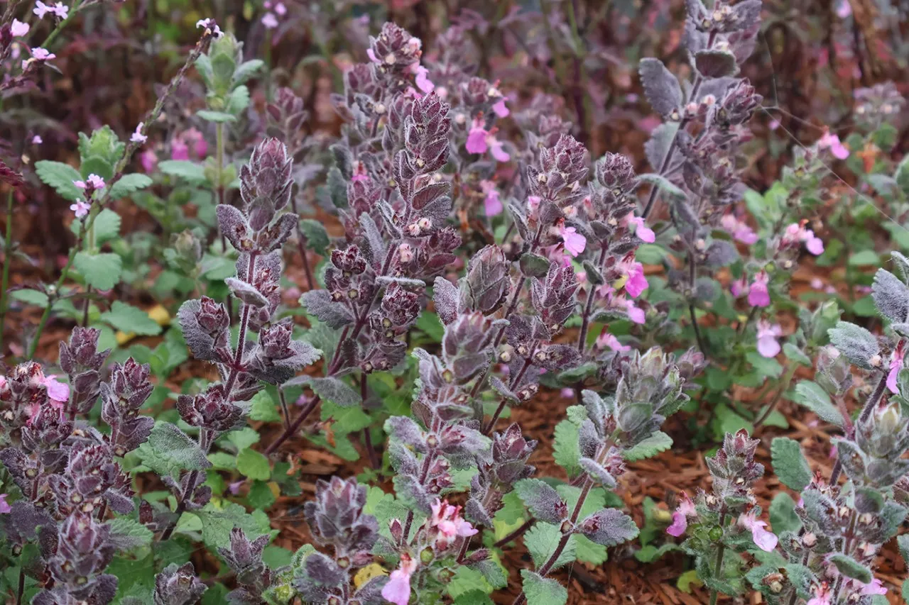 Teucrium chamaedrys subsp. trapezunticum