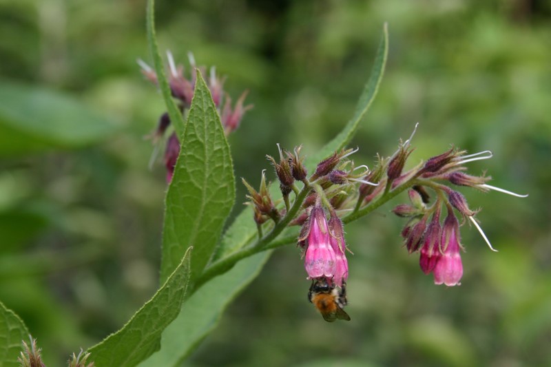 symphytum-uplandicum-bocking-4